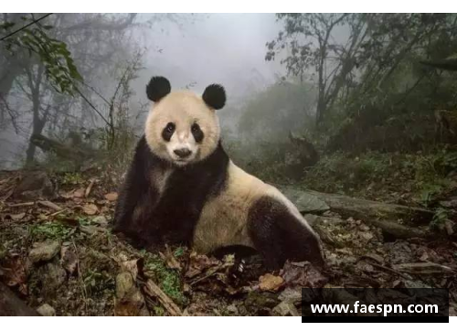 熊猫体育15岁全红婵被骚扰!狂热粉丝直接喊她老婆，红姐在社交媒体诉苦 - 副本 - 副本