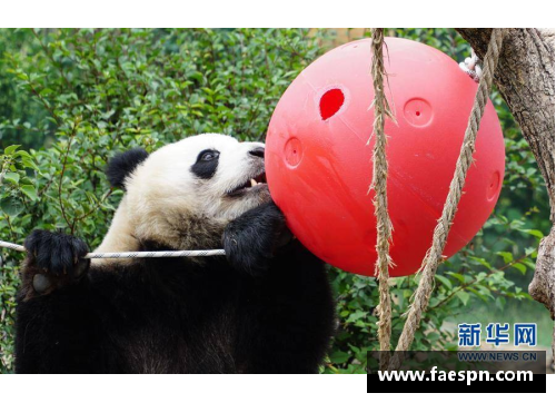 熊猫体育王海涛：从球场到生活的双重旅程